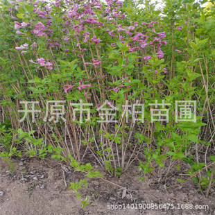 �����ļ��\�����Ա���ۻ��\������|���ͺ��ļ��\������ľ