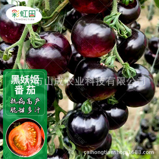 ���ʯС���ѷN���������������t���N�Ѵ����ļ����������ѿɴ��l