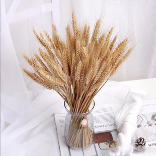 Factory wholesale pampas wheat ear dried flower home shooting Reed wheat decoration props Yunnan direct barley
