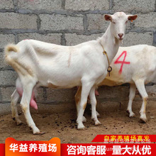 圈养100只羊一年的利润 奶山羊的养殖 山东奶山羊养殖场