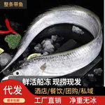 整条带鱼海鲜渤海水产新鲜冷冻小眼海钓油带鱼非刀鱼整箱商用批发