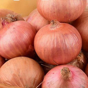 ���Ӽt�[�^�N���r�����[�^�A������[�^���r3�a��ë�[�|��5С