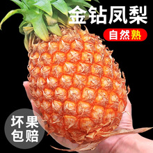 海南金钻凤梨新鲜水果应季芒果手撕香水菠萝产大果无眼包邮