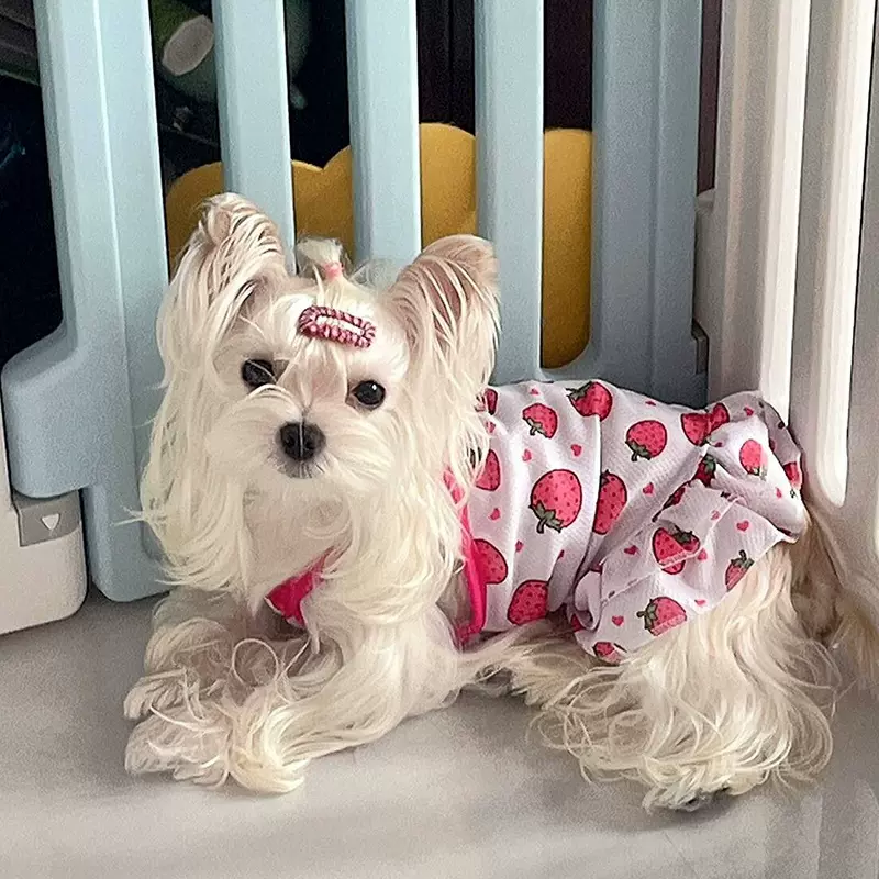 宠物衣服小型犬公主裙连衣裙猫咪狗衣服泰迪法斗比熊春夏狗狗裙子