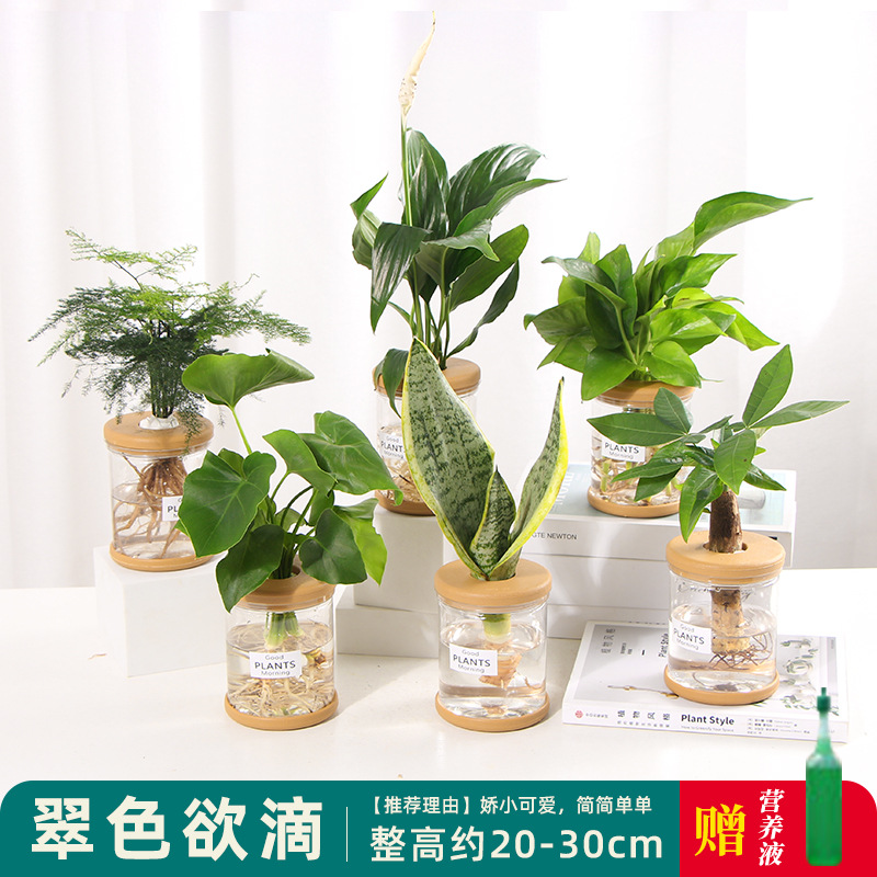 Plantas hidropónicas en maceta de flores de oficina de flores pequeñas plantas verdes en todas las estaciones, fácil de cultivar plantas en maceta de agua suculenta.