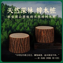 深山密林天然梓树木桩站桩练功养生专用梓木原木树桩木头凳子底座