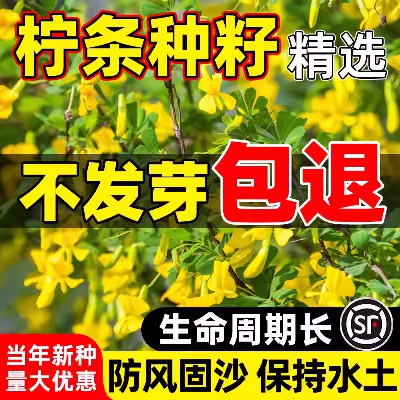柠条种子护坡灌木草籽锦鸡儿白柠条种籽固沙保土树种简单护坡绿化