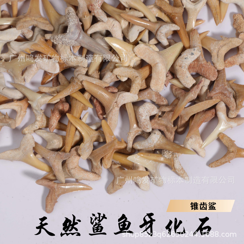 Morocco Natural Shark Tooth Fossils Marine Biology Popular Science Teaching Specimen Cone Tooth Shark Tooth Fossils Wholesale