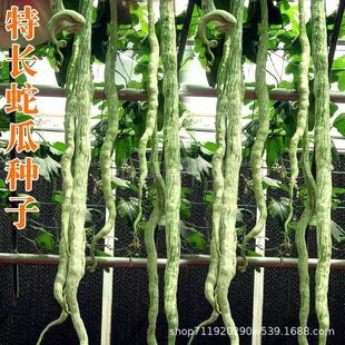 �߶��N���߹ϷN�ӟo�������L���� �Ĳ��N���߲˷N���ļ�������