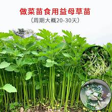 益母草种子 四季阳台盆栽蔬菜种孑中药材食用苗种子益母草籽