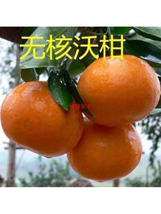 ���ڼ޽ӏV���ָ̘���091�o���ָ����������Ե��ԽY������Ә���
