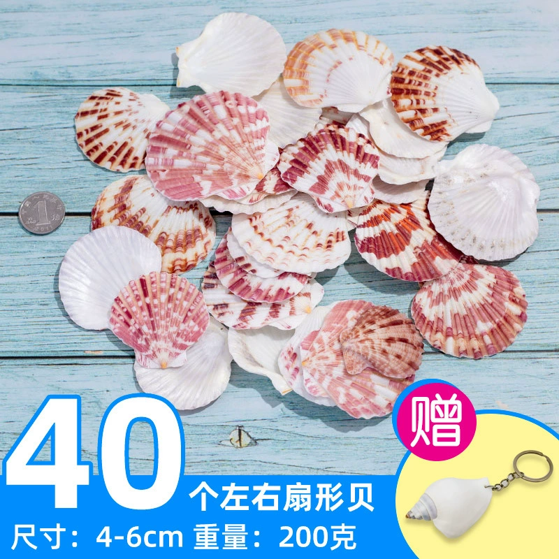 Organic aquarium with shells, aquarium decor, sample handmade