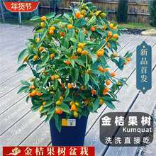 ƤԎl؛Әļʳô٘҃ͥԺ