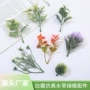 家居植物桌面新款水草