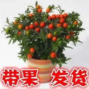 Coral Cherry Potted Winter Coral Indoor Balcony Potted Coral Bean Festive Fruit Flowering Fruit Four-Season Flower Plant