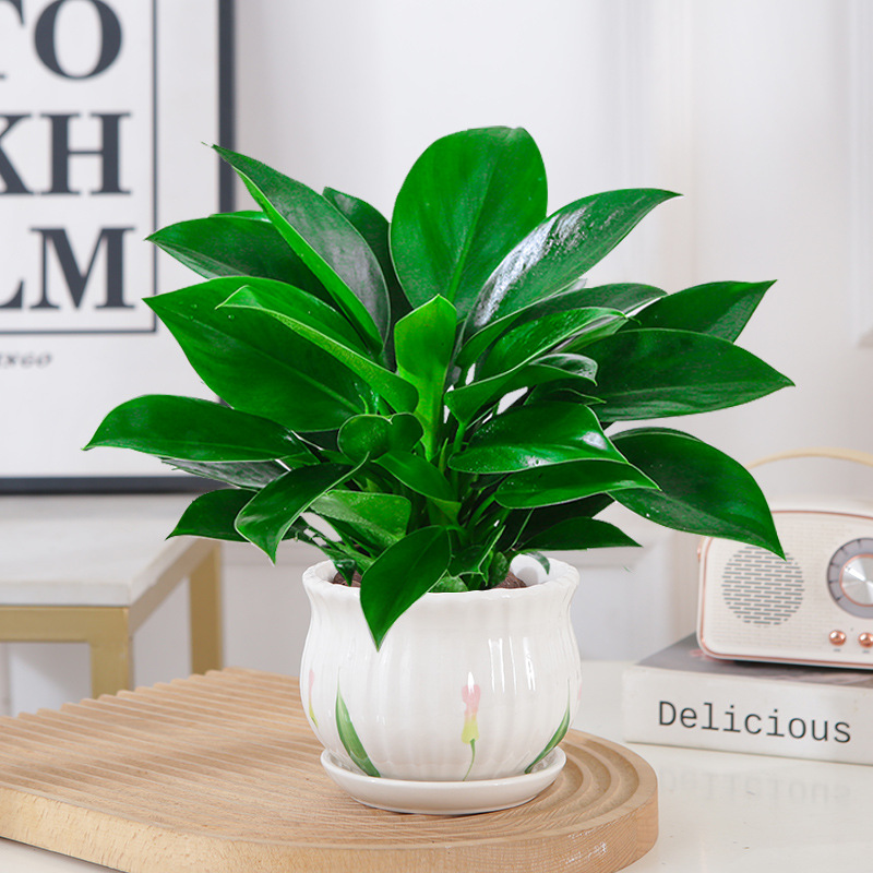 골든다이아몬드 25cm 3그루(연잎 세라믹 화분) + 영양액