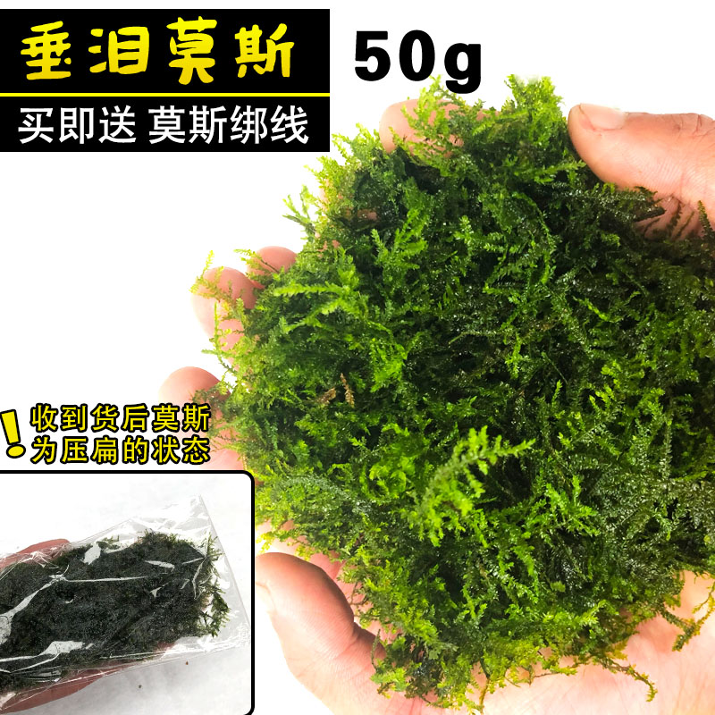 대용량 눈물이끼 50g [무료 바인딩 와이어]❤특별한 제안]