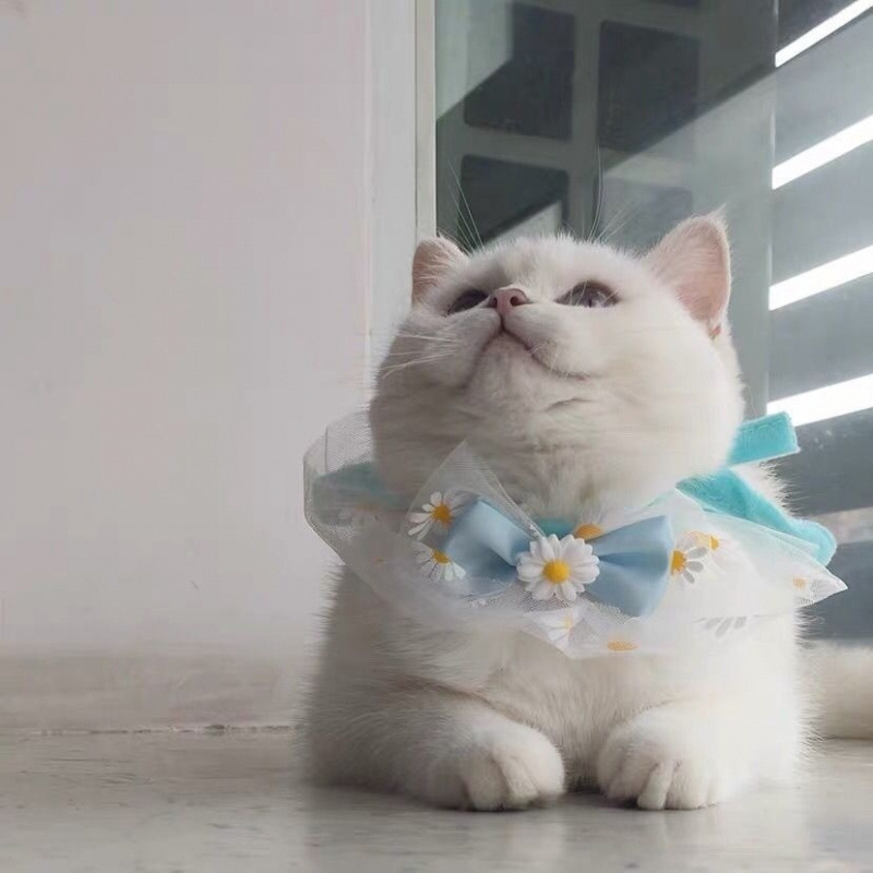 猫の首を囲むクリスマスのよだれレースのぬいぐるみペットの犬のマフラーの装飾の蝶ネクタイの猫の装飾品の犬のよだれかけ|undefined