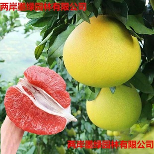 �޽����Ә���t���������t�����ϱ����Nֲ���Ե��Թ����箔��Y��