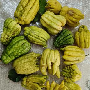 ���Fժ�F�l������� ���A�����r�� �r�����ָ� ����ָ̹�ʳ��