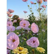 鲨˹ջNļN_ͥԺ̨׻߲҃ʸɣN