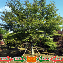 �ɶ��uצ�����l�^�~����ֱ���ن�ľ��ľ�Ĵ�