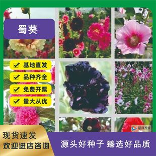 Manufacturer's Double Hollyhock Flower Seeds, Red Mallow Flower Seeds, Perennial Root Flower Sea, Courtyard Greening Grass Flowers