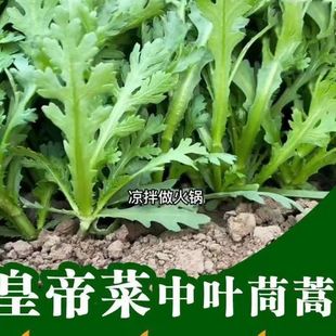 �����·N�ֶ�����������ζ������߮a����N���˰l�ͺ�