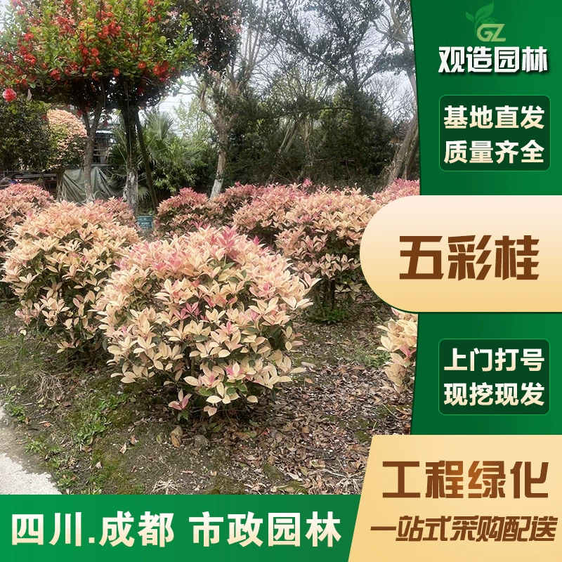 Красочные саженцы османтуса, Сычуаньский ландшафтный дизайн, сад, двор, дом, ландшафтное моделирование, четырехсезонные растения, меняющие цвет