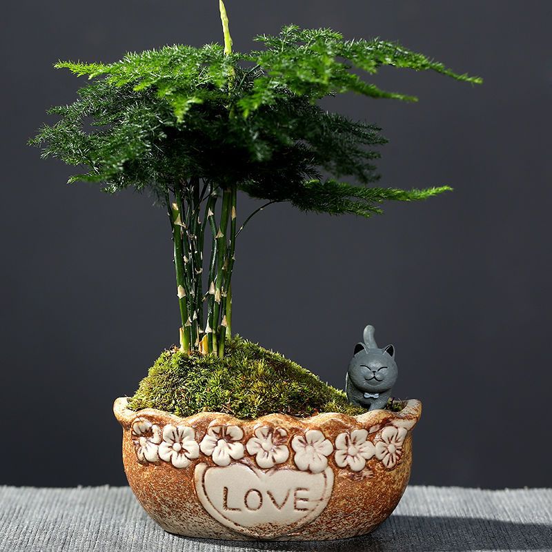 거친 도자기 사랑 + 무작위 고양이 + 아스파라거스