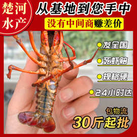 小龙虾鲜活活虾批发商用湖北产地潜江清水虾456钱青虾活物洪湖
