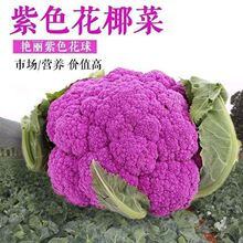 紫色花椰菜种子春季四季大田花菜种籽菜种籽菜花种蔬菜种孑