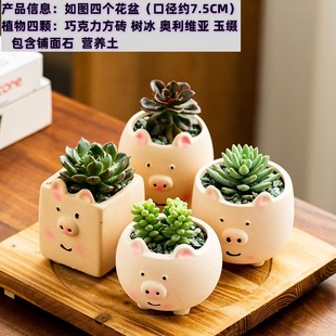 Beginner's Succulent Plant Combination Package Potted Succulents Including Flower Pots and Soil Office Desktop Green Plants and Florals Manufacturer