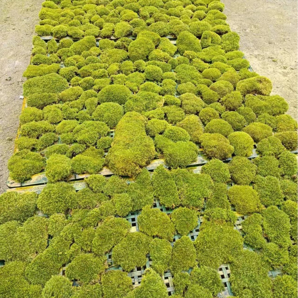 Césped artificial de musgo verde césped artificial planta paisaje planta verde escena ventana pantalla bonsai falso musgo