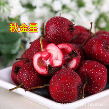 ޽Ѽtɽ高شɽ高ԱϷͥԺNֲY