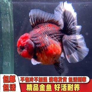 ̩�{���~�^�p�~�{���^���B�ͻ���ˮ�~Ԫ���{�w�t��ɫ��ˮ�~����ȹ