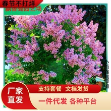 һl㻨eͥԺͺLN϶㻨