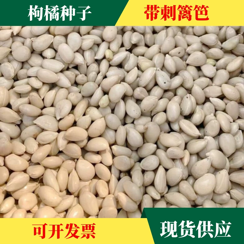 Базовый источник семян лайчи оболочки семян Воробей не выдерживает Дерево Длинный Шип шип завод железный забор прививки семян