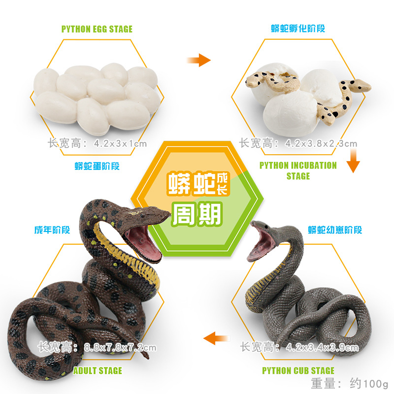 Modelo animal de simulación al por mayor de pollo pato ganso mariposa tortuga Rana ciclo de crecimiento Montessori material didáctico adornos hechos a mano