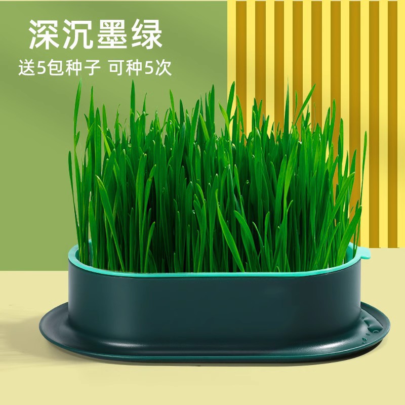 hierba de gato semilla de trigo en maceta semilla de cultivo de plántulas sin suelo cultivo de agua hierba de lana gatos menta auto-cultivado bocadillos para gatos jóvenes