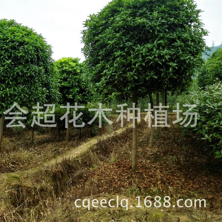 Большое количество саженцев августовского османтуса 1-15 см саженцы османтуса продаются в больших количествах