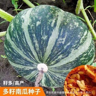 �����ϹϷN�Ӹ߮a�Ѷ��׷N���ﲥ���T�a�ѵ��Ϲ���Ʒ�N�׹��ѹ���