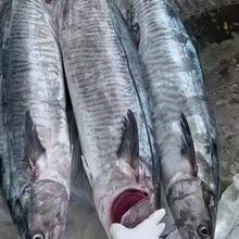 海南马鲛直发深海马鲛鱼整条切好真空香煎马鲛鱼片新鲜