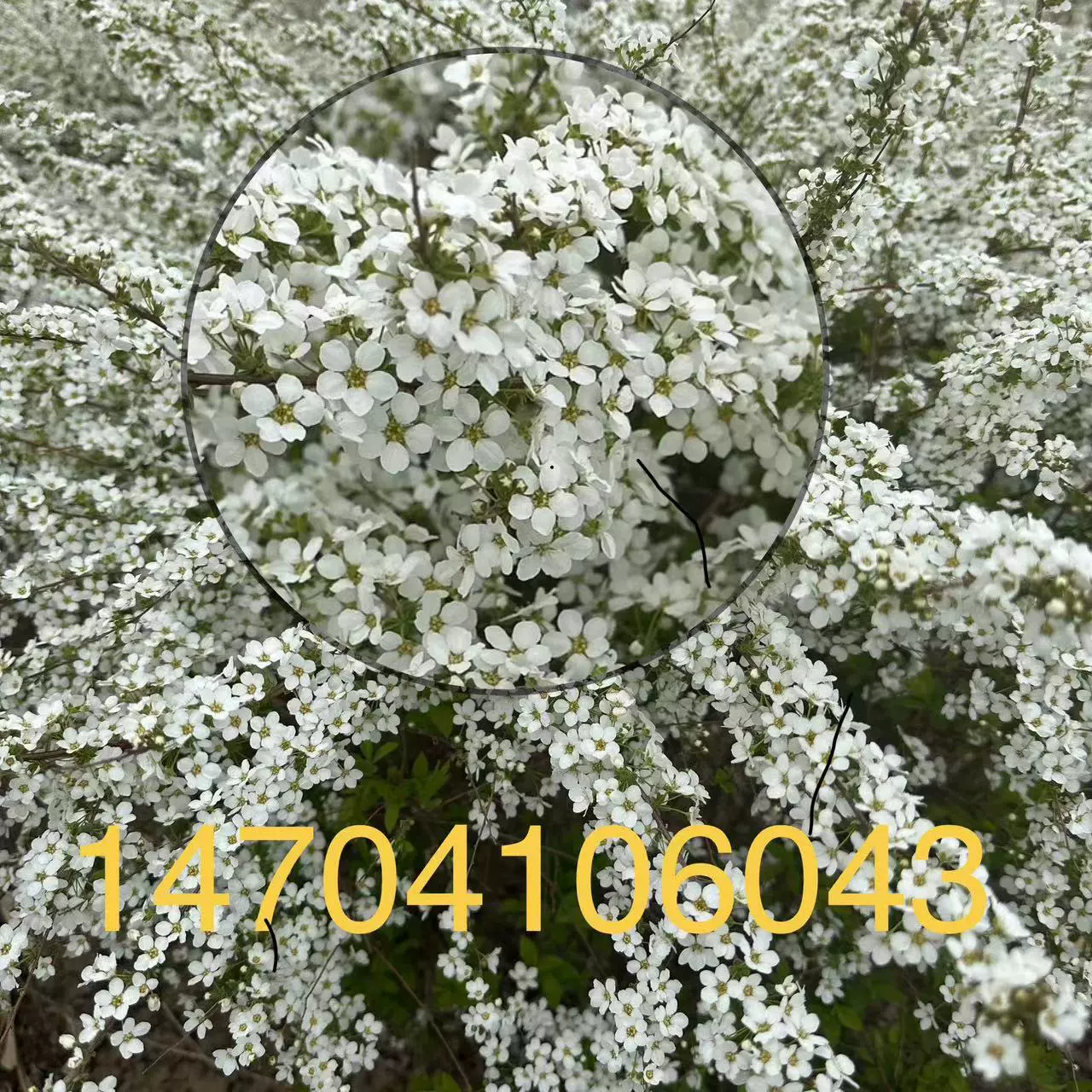 Снежная ива Сушеные ветви Цветение в воде Плавающие снежинки Оптовая Снежная ива Декоративная Снежная ива Цветок Искусство Сушеная Снежная ива