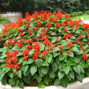 һ���t�N�Ӱ����t�ļ����N�ͺ�ͥԺ���̼tֲ�������t����β�ݷN��