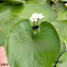 �ļ�����9.9ʮƬһ�~ɏˮ���Jˮܽ�ضǶ�Ƽ�쾰ˮ��ֲ���M��ˮ�|