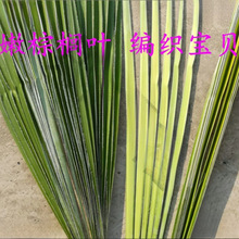 叶婚礼采编太保蚂蚱编织新鲜蝴蝶棕榈棕榈叶材料棕编粽麦背景宝贝