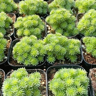Small Ball Pine Old Pile Succulent Plant Shape Pile Micro Landscape Potted Plant Interesting Stylish Cute Flower and Green Plant Combination Potted Plant