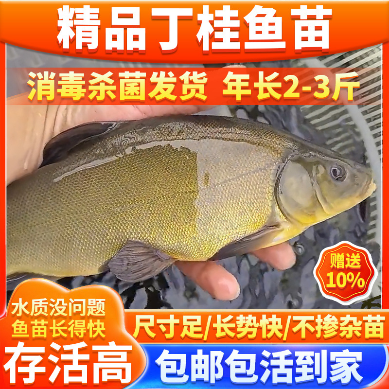 丁桂鱼苗淡水养殖食用欧洲大丁贵鱼须鱼岁易养活丁穗鱼活体小鱼苗