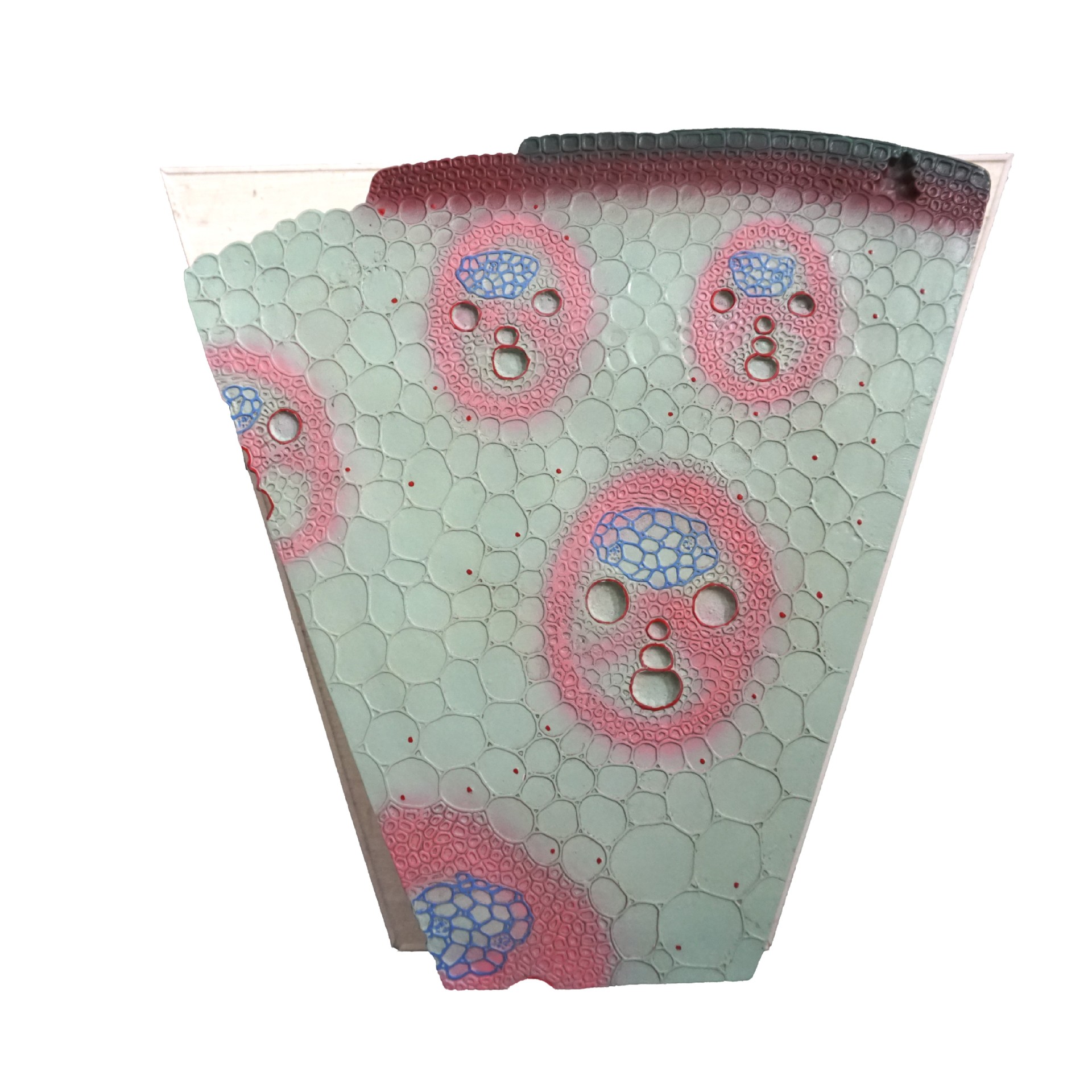 植物细胞模型可拆卸叶绿体细胞器初中高中生物课教具展示微细结构